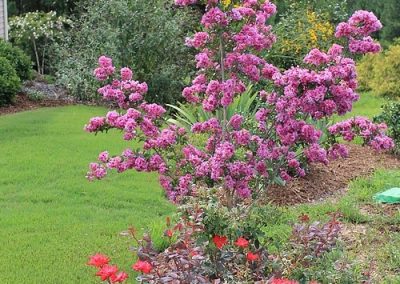 catawba-crepe-myrtle1