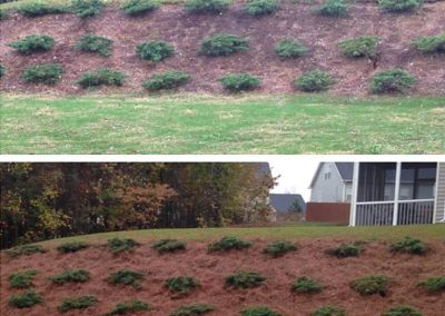 pine-straw-refresh-holly-springs1